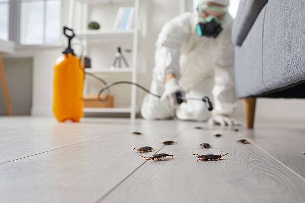 Commercial Rodent Management in York